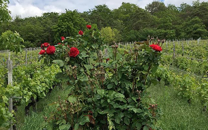 Roses in the vineyard: Beautiful and really useful