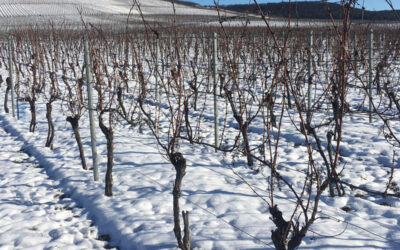 Winter in the Vineyard
