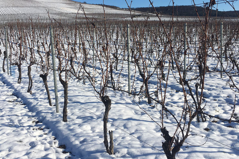Der Winter im Weinberg