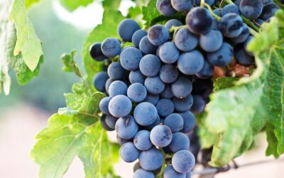 Entdecken Sie die magischen Orte des fränkischen Weins: terroir f